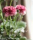 �ڰ���ݤ�����ۥ�ʥ󥭥�饹����å������꡼�� �إإ��