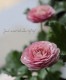 �ڰ���ݤ�����ۥ�ʥ󥭥�饹����å������꡼�� �إإ��