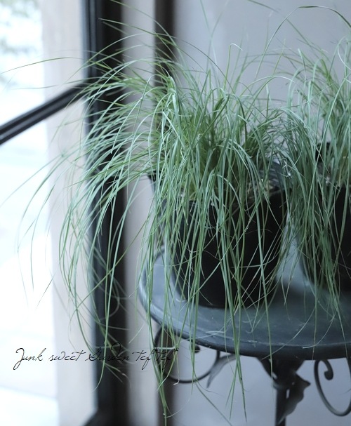 オーナメンタルグラス ミューレンベルギア レバコニー すべての商品 Junk Sweet Garden Tef Tef