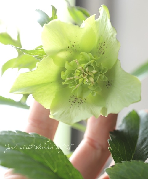 クリスマスローズ 静岡県・杉光園芸 杉山交配 『セミダブル・グリーン