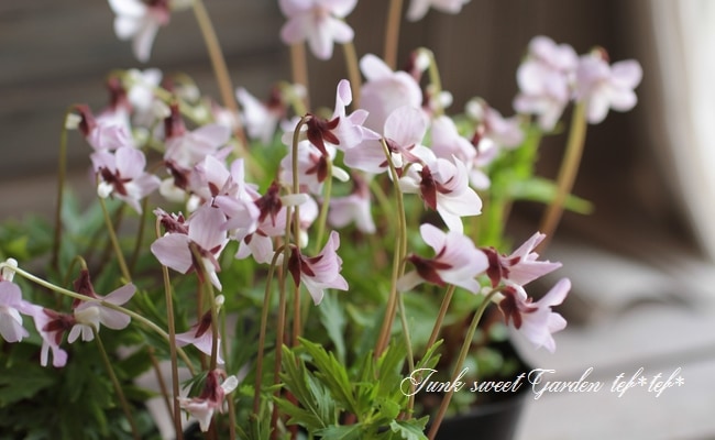 �ɺ����ߥ졡��������夹�ߤ� -�����٥˥ҥ����ߥ�- �١�