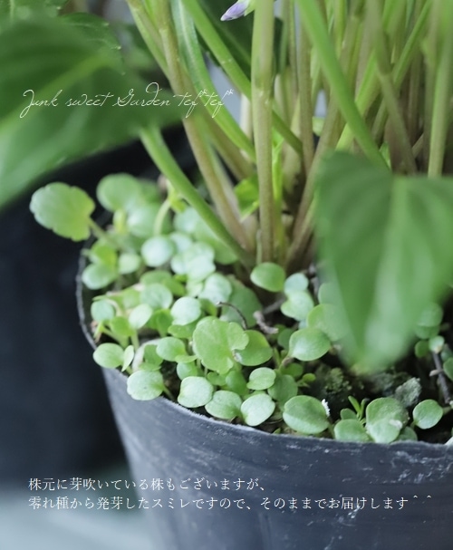 �ɺ����ߥ졡��������夹�ߤ� -�����٥˥ҥ����ߥ�- �١�