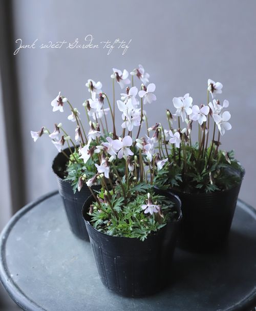 �ɺ����ߥ졡��������夹�ߤ� -�����٥˥ҥ����ߥ�- �١�