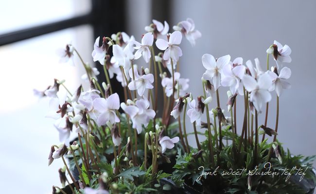 �ɺ����ߥ졡��������夹�ߤ� -�����٥˥ҥ����ߥ�- �١�