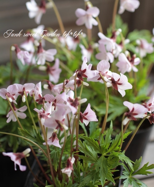 �ɺ����ߥ졡��������夹�ߤ� -�����٥˥ҥ����ߥ�- �١�