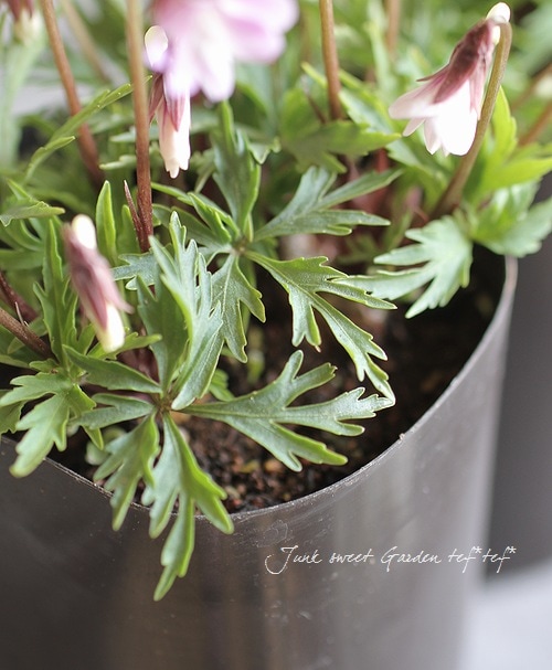 �ɺ����ߥ졡��������夹�ߤ� -�����٥˥ҥ����ߥ�- �١�