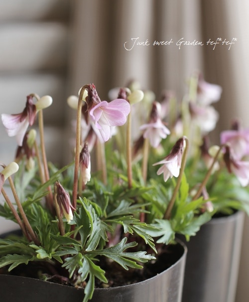 �ɺ����ߥ졡��������夹�ߤ� -�����٥˥ҥ����ߥ�- �١�