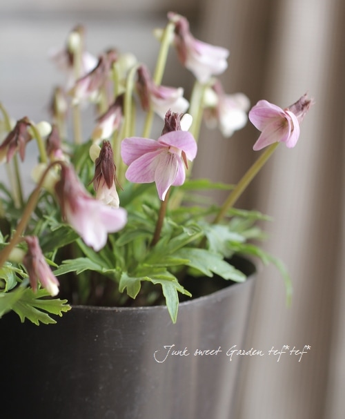 �ɺ����ߥ졡��������夹�ߤ� -�����٥˥ҥ����ߥ�- �١�