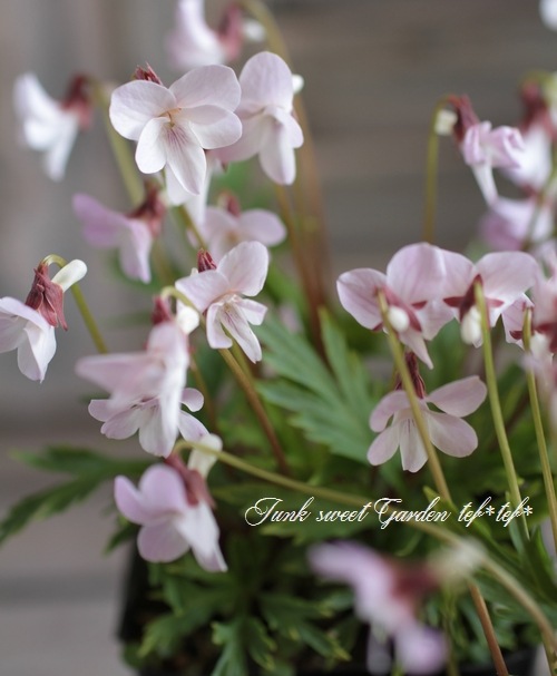 �ɺ����ߥ졡��������夹�ߤ� -�����٥˥ҥ����ߥ�- �١�