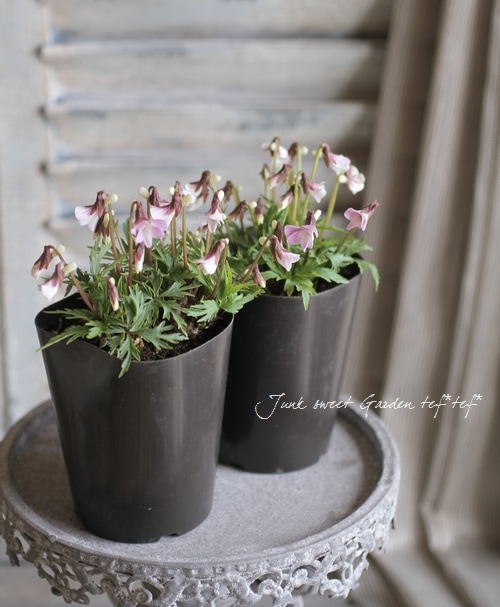 �ɺ����ߥ졡��������夹�ߤ� -�����٥˥ҥ����ߥ�- �١�