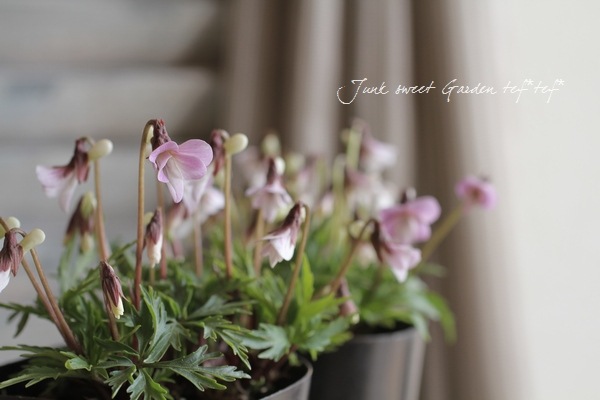 �ɺ����ߥ졡��������夹�ߤ� -�����٥˥ҥ����ߥ�- �١�