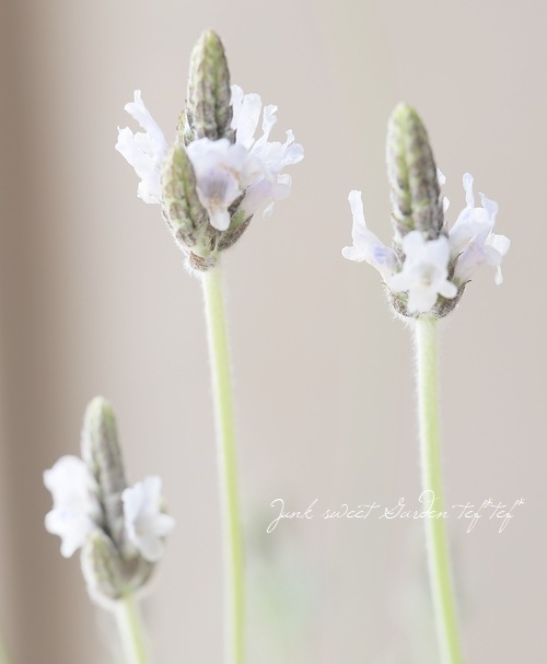 2_000000015496.jpg?1710675700