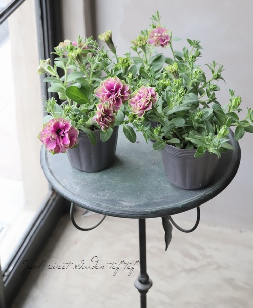 ペチュニア Viva ダルシーローズ すべての商品 Junk Sweet Garden Tef Tef ペチュニア Viva ダルシーローズ すべての商品 Junk Sweet Garden Tef Tef