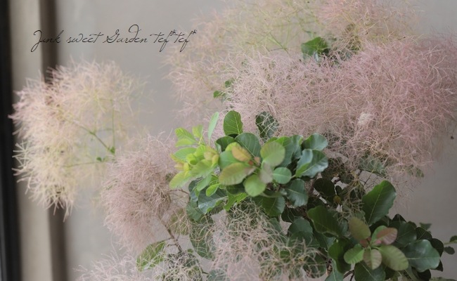 スモークツリー 『ラブリーピンク』 【35】 | すべての商品 | | Junk