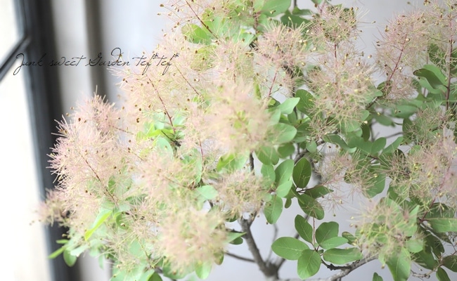 スモークツリー 『ラブリーピンク』 【35】 | すべての商品 | | Junk