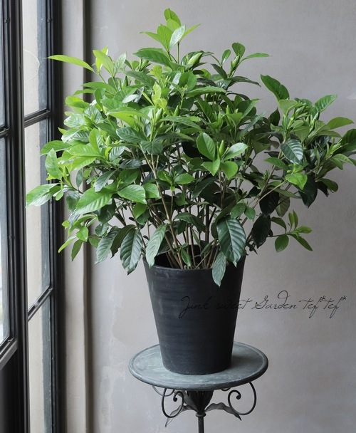 クチナシ　極太① 専用 クチナシ 極太① 専用