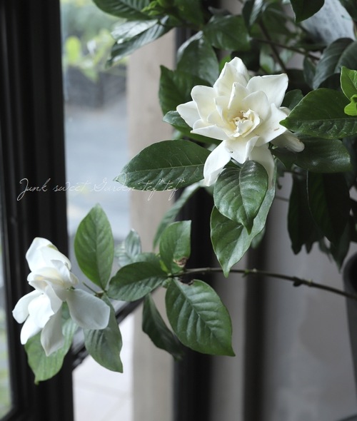 八重咲き大輪 『オオヤエクチナシ』 | すべての商品 | | Junk sweet