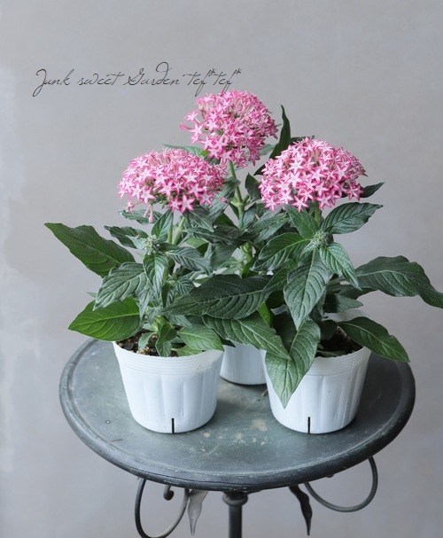 変わり咲きペンタス 『ギャラクシー・レッドスター』 | すべての商品