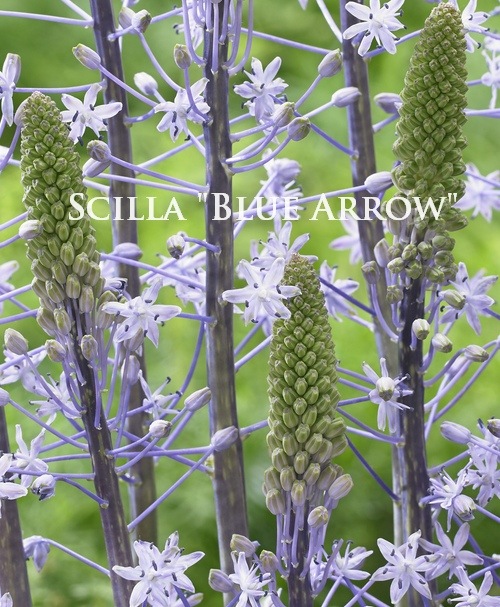 asakombu トリトマ苗 シラーブルーアロー 球根 フリチラリア球根 asakombu様専用 トリトマ苗 シラーブルーアロー 球根