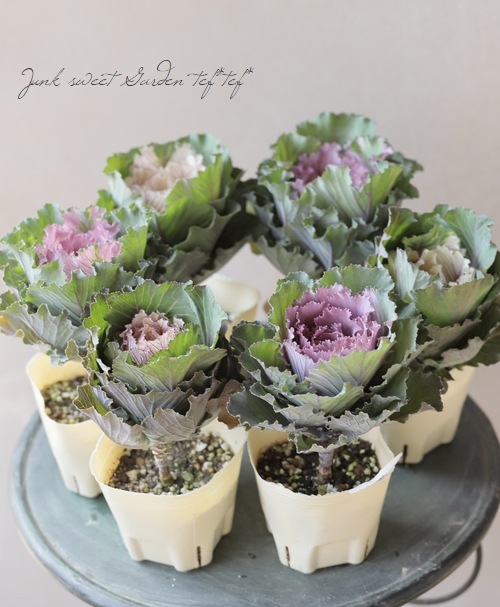 □葉牡丹 『フレスコ・グラッフィート』 1本立ち | すべての商品