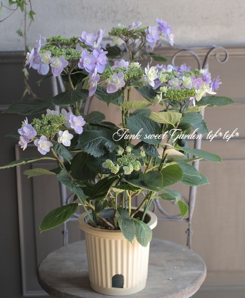紫陽花 『八重・小町』 | すべての商品 | | Junk sweet Garden tef*tef*