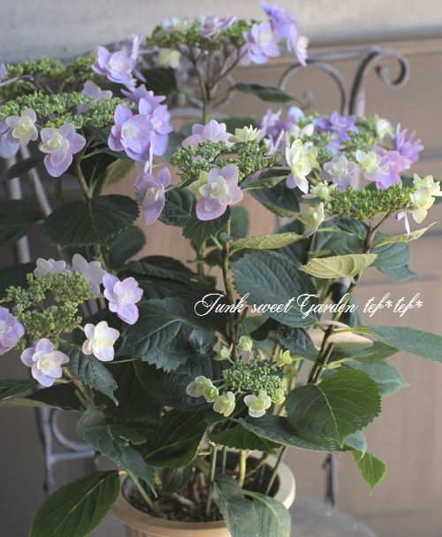 紫陽花 『八重・小町』 | すべての商品 | | Junk sweet Garden tef*tef*