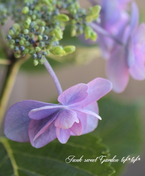 八重の紫陽花(紫色時雨！)花器付き！ 紫陽花 『八重・小町』 | すべての商品 | | Junk sweet Garden tef*tef*