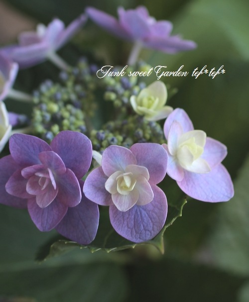 紫陽花 『八重・小町』 | すべての商品 | | Junk sweet Garden
