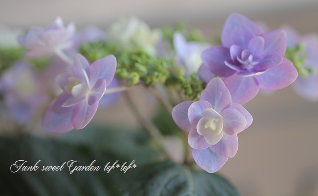 mmAm·͜· ꕤ︎︎】紫陽花　八重•絞り　prot.C　1,244円/苗 アジサイ苗 紫陽花C - メルカリ