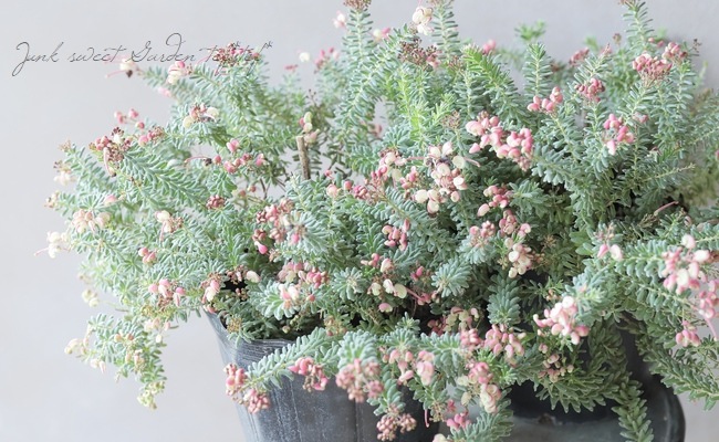 グレビレア・ラニゲラ 『マウントタンボリー』 | すべての商品