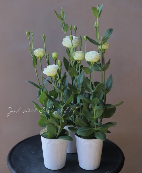 専用になりました。トルコ、薔薇4点 専用になりました。トルコ、薔薇4点 だまされないで！「トルコ