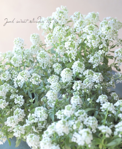 アリッサムページ アリッサム クリアクリスタル シリーズ｜WEBカタログ｜未来アグリス