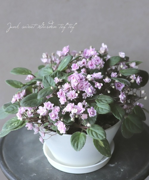 セントポーリア 3_000000008496.jpg?1678209903