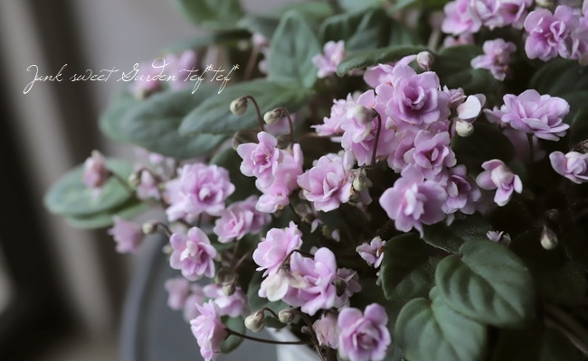 八重咲きセントポーリア 『フェアリーファウンテン』 | すべての商品