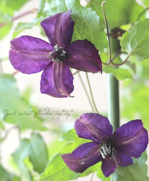 8_000000019396.jpg?1683300034