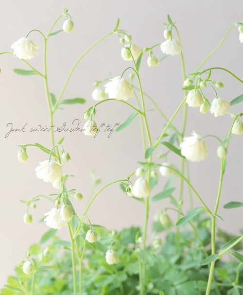 松原園芸オリジナル】 風鈴オダマキ 『八重クリーム』 小輪八重咲き