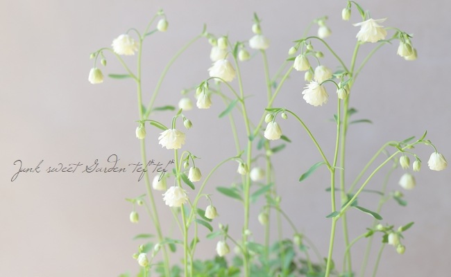 松原園芸オリジナル】 風鈴オダマキ 『八重クリーム』 小輪八重咲き