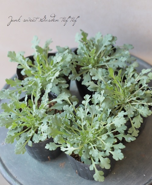 ���������֥ݥԡ����إ֥�å��ޥ��å���