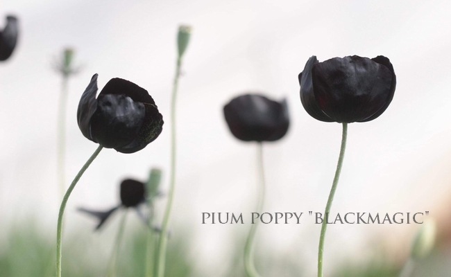 ���������֥ݥԡ����إ֥�å��ޥ��å���