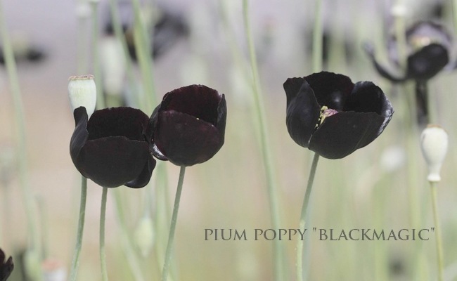 ���������֥ݥԡ����إ֥�å��ޥ��å���