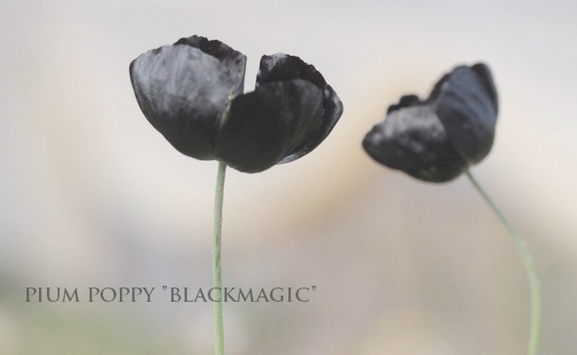 ���������֥ݥԡ����إ֥�å��ޥ��å���