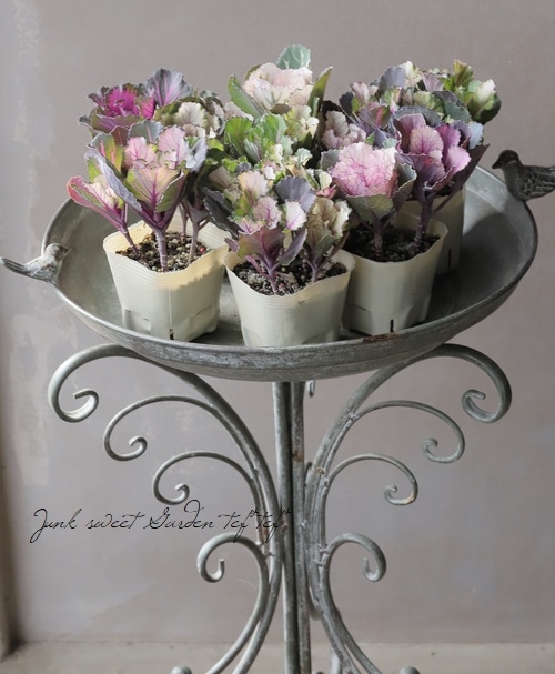 □葉牡丹 セッションシリーズ 『いろいろMIX植え』 | すべての商品