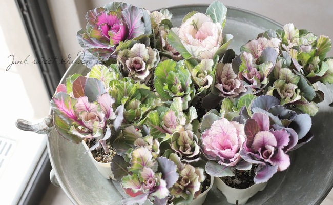 □葉牡丹 セッションシリーズ 『いろいろMIX植え』 | すべての商品