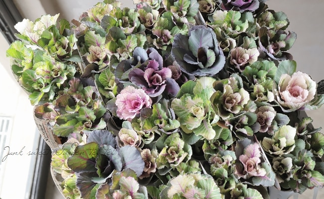 □葉牡丹 セッションシリーズ 『いろいろMIX植え』 | すべての商品