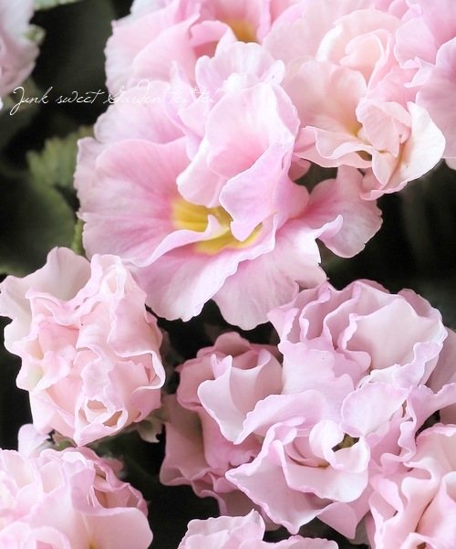 松原園芸さん】バラ咲きプリムラ・マビリア 『ピンクホワイト