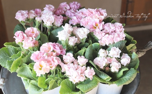 ブレマイ バラ売り 12_000000020497.jpg?1703467664