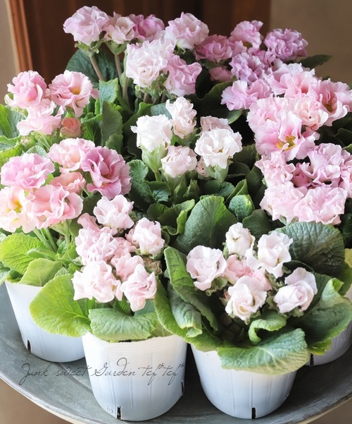 松原園芸さん】バラ咲きプリムラ・マビリア 『ピンクホワイト