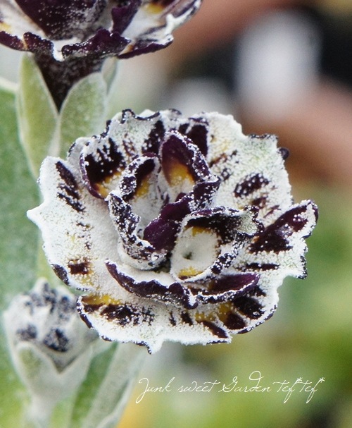 銘品プリムラ・オーリキュラ グレイ/ホワイトエッジ系 『マーリン