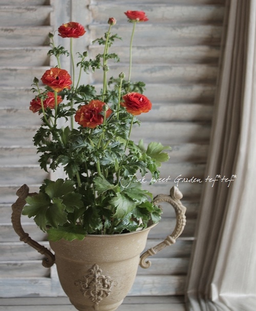 ノ·アルフレ　ラナンキュラス ノ·アルフレ ラナンキュラス Amazon.co.jp: ラナンキュラス ラックス