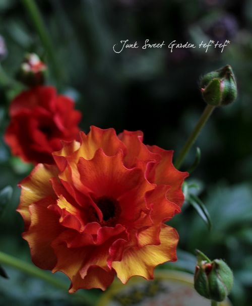 綾園芸さんのラナンキュラス ラックスシリーズ 『ミノアン』 | すべて